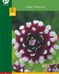 LUKOVICA DAHLIA DECORATIVE RED WHITE 1KOM