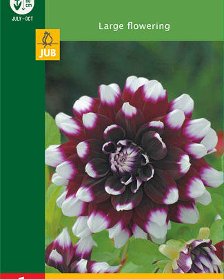 LUKOVICA DAHLIA DECORATIVE RED WHITE 1KOM