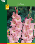 LUKOVICA GLADIOLA PINK - 5KOM