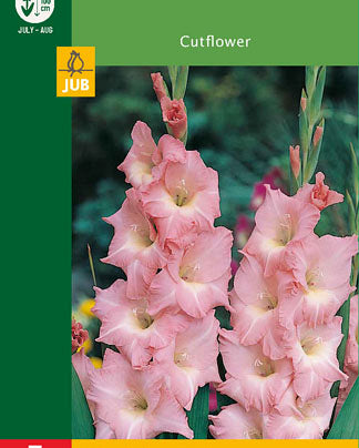 LUKOVICA GLADIOLA PINK - 5KOM