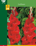 LUKOVICA GLADIOLA RED - 5KOM
