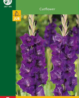 LUKOVICA GLADIOLA PURPLE - 5KOM