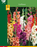 LUKOVICA GLADIOLA MIX - 5 KOM