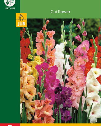 LUKOVICA GLADIOLA MIX - 5 KOM