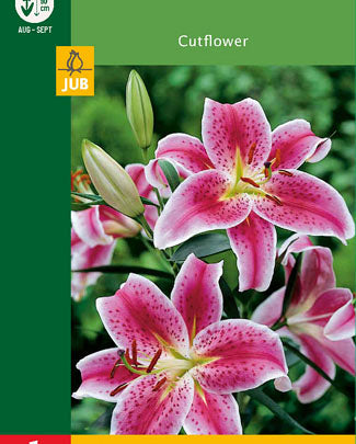 LUKOVICA LILIUM ORIENTAL RED WHITE 1KOM