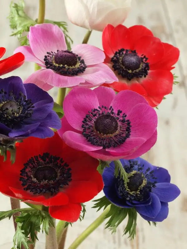 LUKOVICA ANEMONE DE CAEN 10KOM