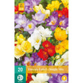 LUKOVICA FREESIA SINGLE MIX 10KOM