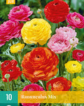 LUKOVICA RANUNSULUS MIX 10KOM